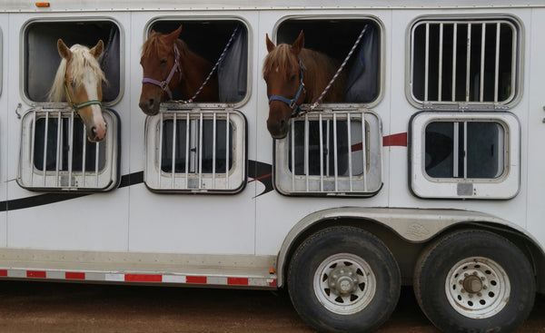 WHERE TO POSITION YOUR HORSE IN THE FLOAT / TRAILER