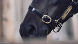 Equine Eye 'at home' (paddock / stable camera) - Europe