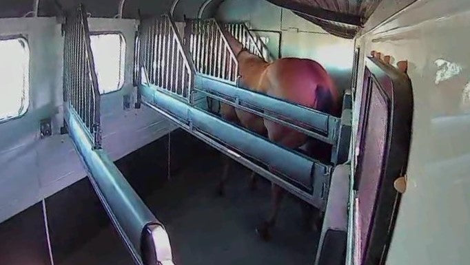 Equine Eye 'on the road' (trailer camera)